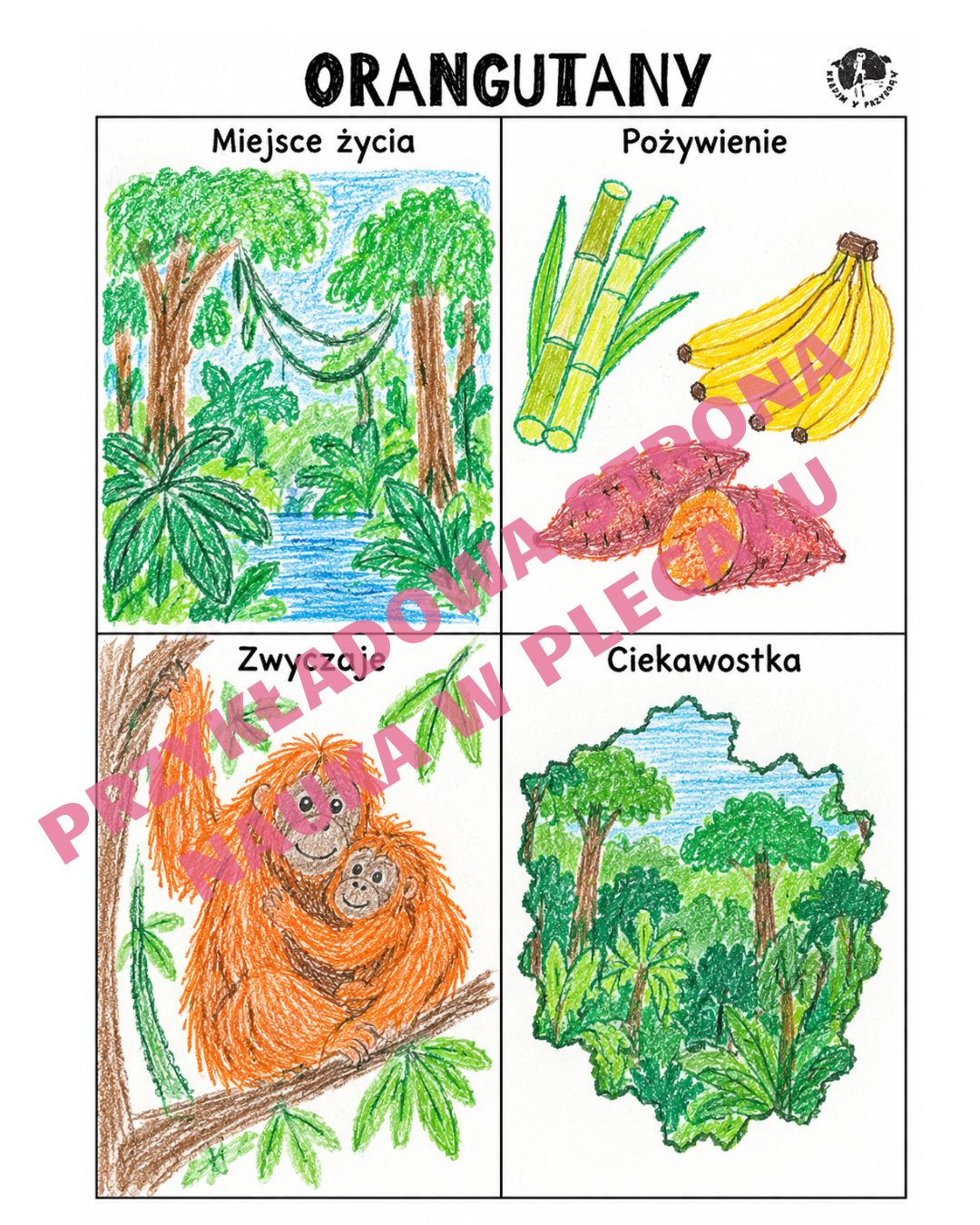 orangutan notatka