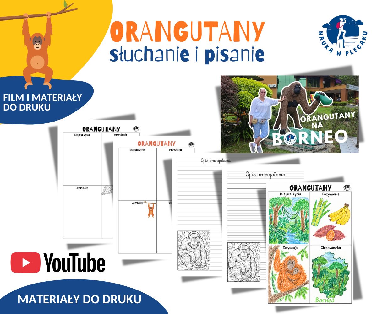 orangutan zapowiedz do sklepu